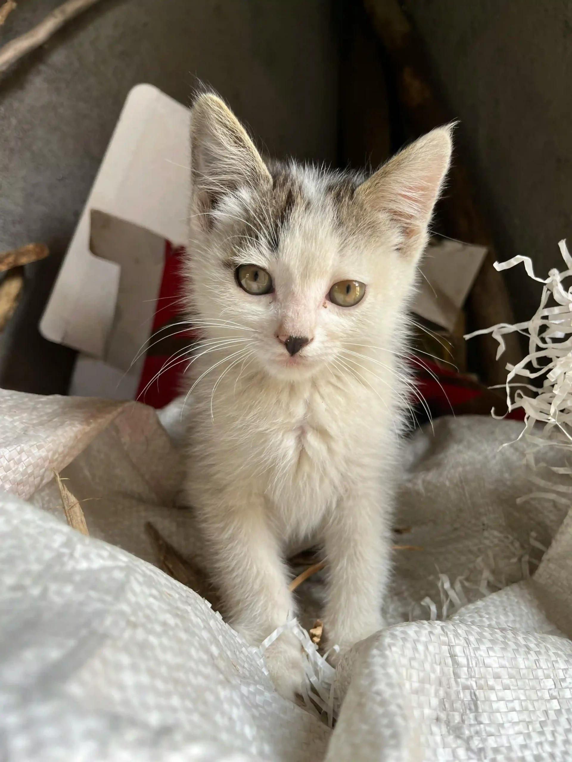 Why Cassava Cat Litter is Outperforming Tofu: 5 Key Benefits You Need to Know